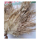 Hoja De Palma Seca Flecos, Tropical Natural 1 Mt De Alto Beige
