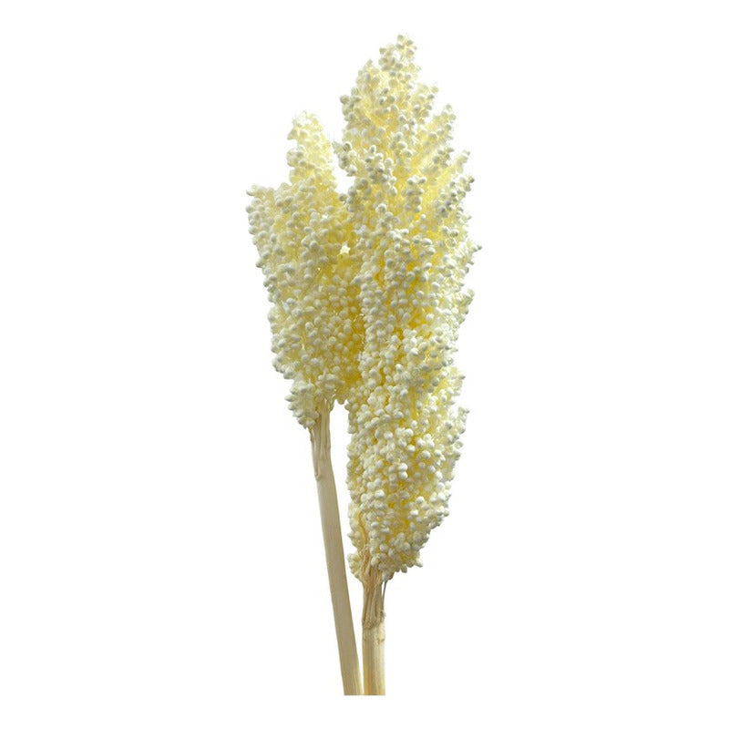 Flor De Sorgo Seca Preservada Decoración Hogar