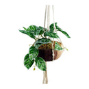 Flores Caladium Artificiales Decoración Planta Artificial Verde