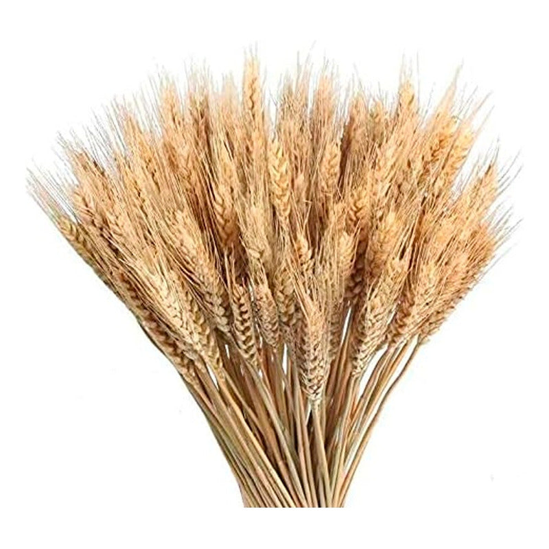 Ramo De Flores Secas De Trigo Cañas De Pampas Varas Larga