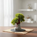 Árbol Bonsai, Planta En Maceta, Centro De Mesa Decoracion Verde