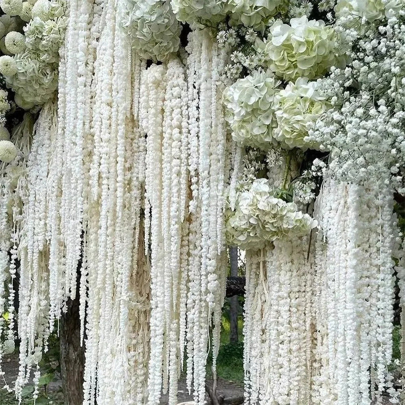 Amaranto Colgante Blanco Seco Preservado Natural