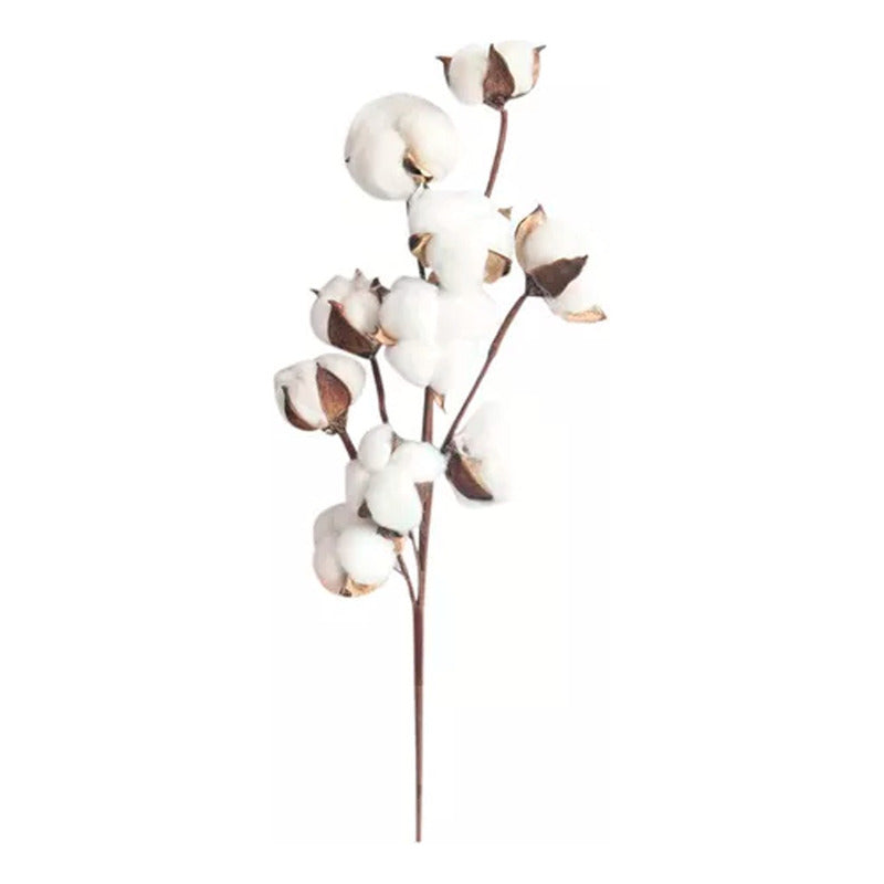 Tallos De Algodón Seco Flores Decorativas Cotton Blanco
