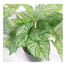 Flores Caladium Artificiales Decoración Planta Artificial Verde