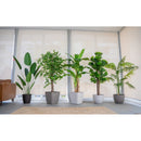Ficus Planta Artificial Flor Arbusto De Interior Arbol 150m Verde Oscuro