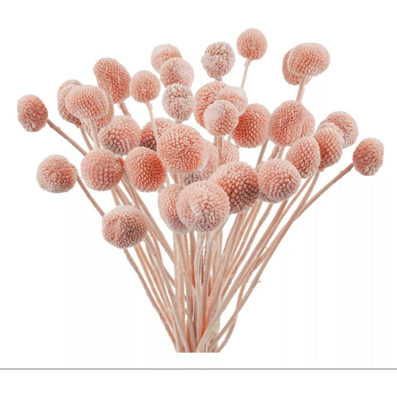 Flores De Craspedia Secas Bolas Botón De Billy Globosa Secas