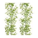 Enredaderas Ilusiones Gypsophila Paniculata 180mt Aliento Bb