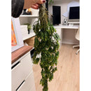 Planta Colgante Artificial Trepadora Decoración Inter O Exte Verde