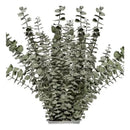 Ramas De Eucalipto Natural Secado Y Preservado Aroma Real
