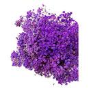 Flores Ramas Secas Naturales Decorativa, Gypsophila Frondosa