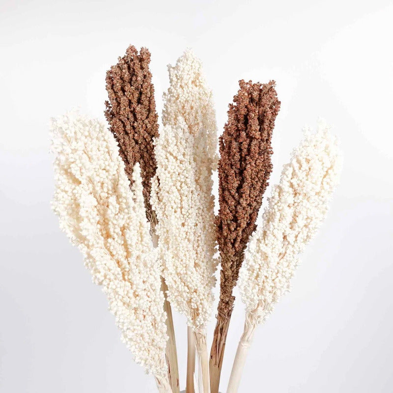 Flor De Sorgo Seca Preservada Decoración Hogar