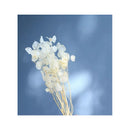 Lunaria Flores Secas Naturales Lunaria Flores Interior Blanco
