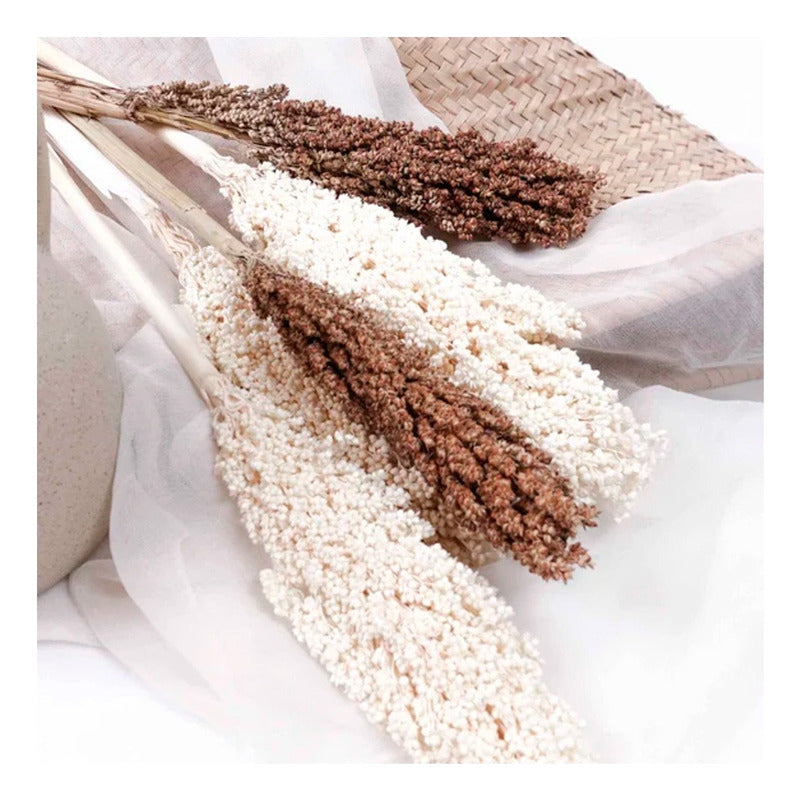 Flor De Sorgo Seca Preservada Decoración Hogar