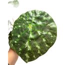 Pack 3 Ramas Surtidas Artificial Decoración Plantas Begonia Surtidas