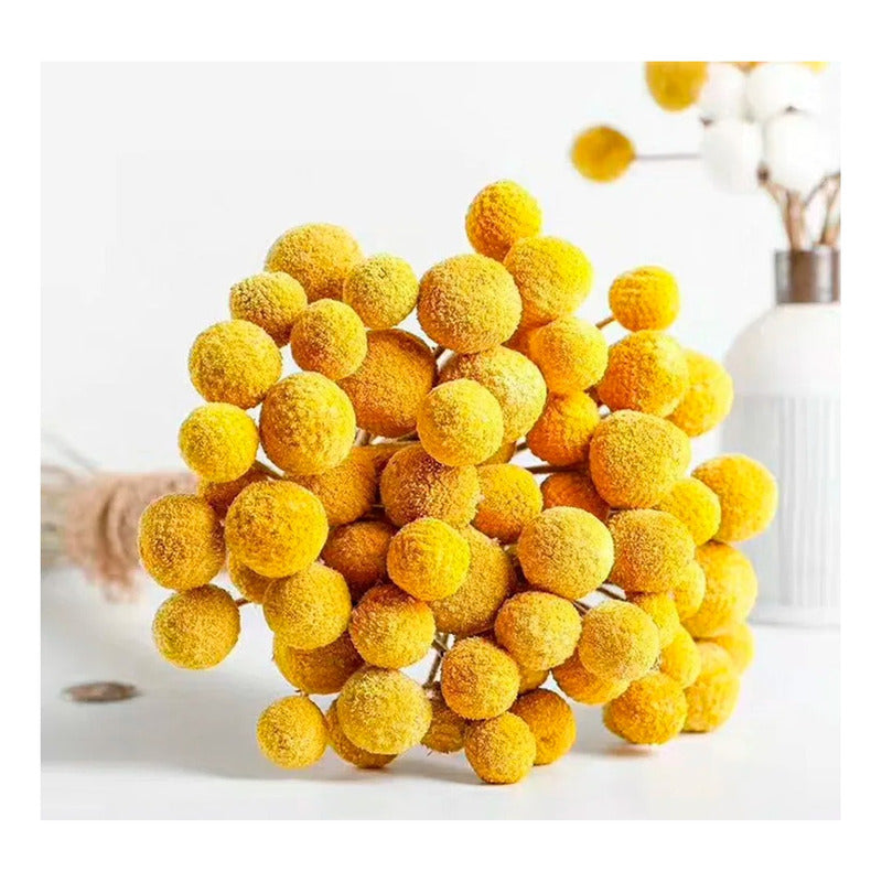 Flores Secas De Craspedia, Bolas De Oro Bolas Doradas Boho