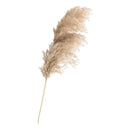 Piezas Rama De Pampas Grass Vara Grande Beige