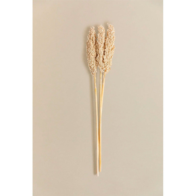 Flor De Sorgo Seca Preservada Decoración Hogar